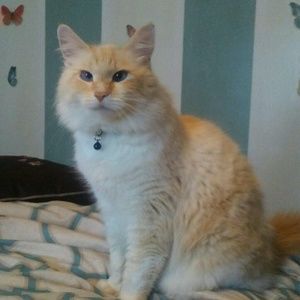 Meet your Posher, Lacey